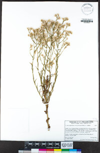 Pseudognaphalium ramosissimum image