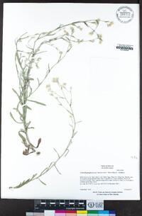 Pseudognaphalium beneolens image