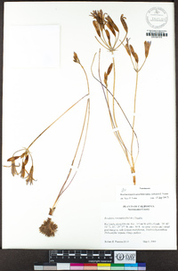 Brodiaea rosea image