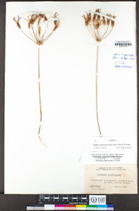 Brodiaea rosea image