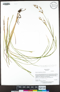 Juncus ensifolius image