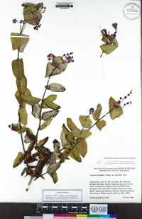 Lonicera hispidula image