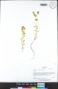 Euphorbia crenulata image