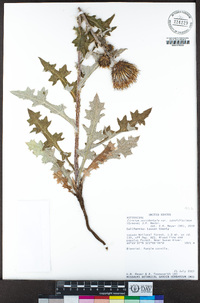 Cirsium occidentale var. candidissimum image