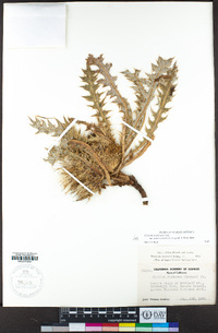 Cirsium scariosum var. americanum image