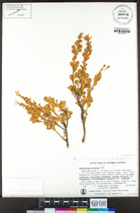 Ericameria cuneata image