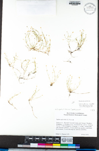 Sagina procumbens image