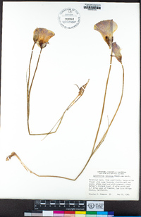 Calochortus venustus image