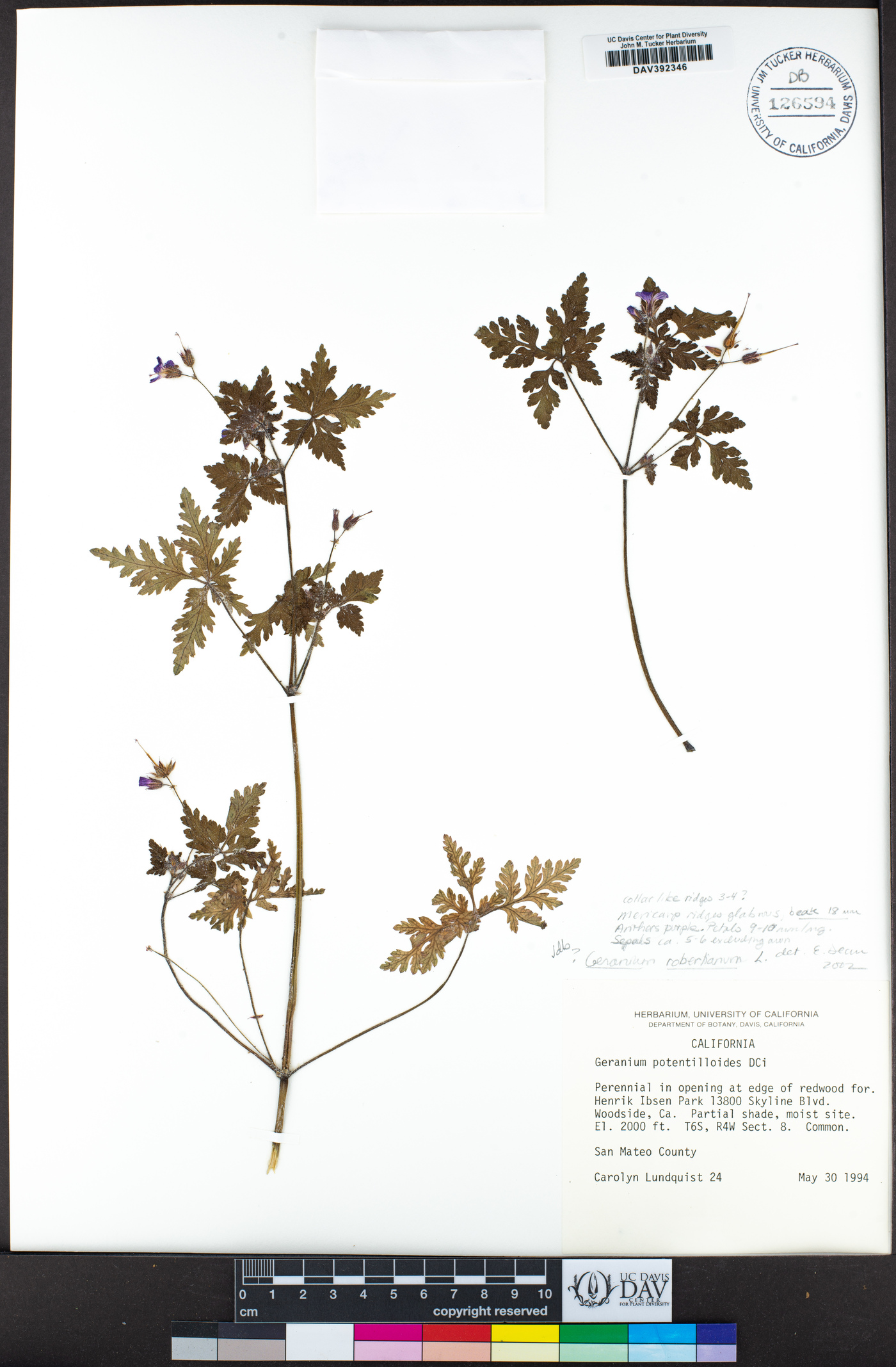 Geranium robertianum image