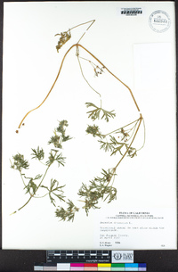 Geranium dissectum image