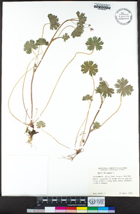 Geranium molle image