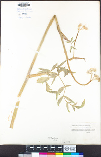 Angelica capitellata image