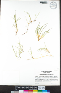 Lilaeopsis masonii image