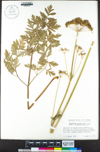 Ligusticum californicum image