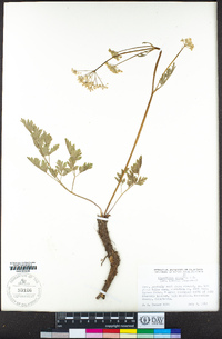 Ligusticum grayi image