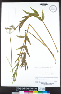 Oxypolis occidentalis image