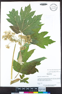 Heracleum maximum image