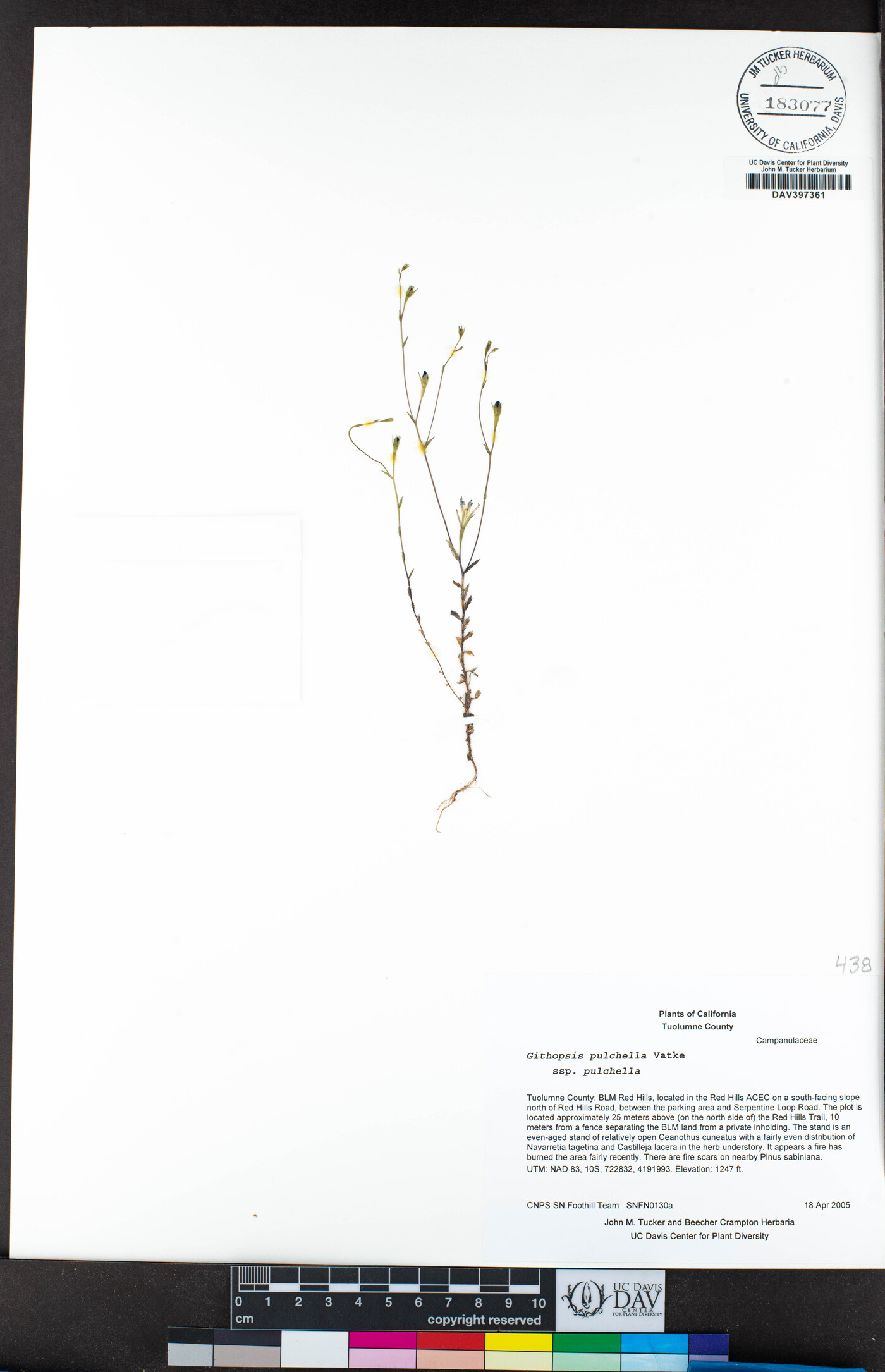 Githopsis pulchella subsp. pulchella image