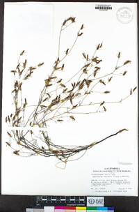 Cordylanthus tenuis subsp. capillaris image