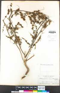 Ambrosia acanthicarpa image