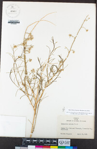 Ambrosia salsola image