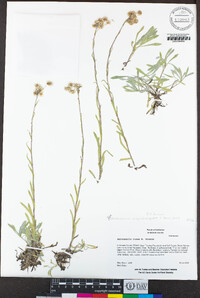 Antennaria corymbosa image