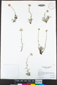 Antennaria rosea image