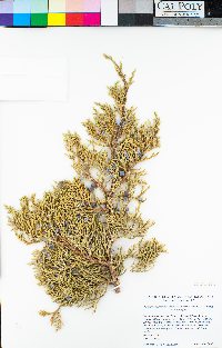 Juniperus grandis image