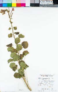 Chylismia cardiophylla subsp. robusta image