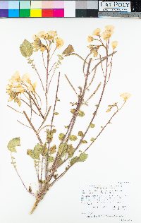 Chylismia brevipes subsp. pallidula image