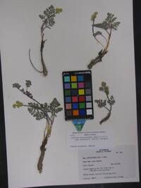 Lomatium foeniculaceum subsp. macdougalii image