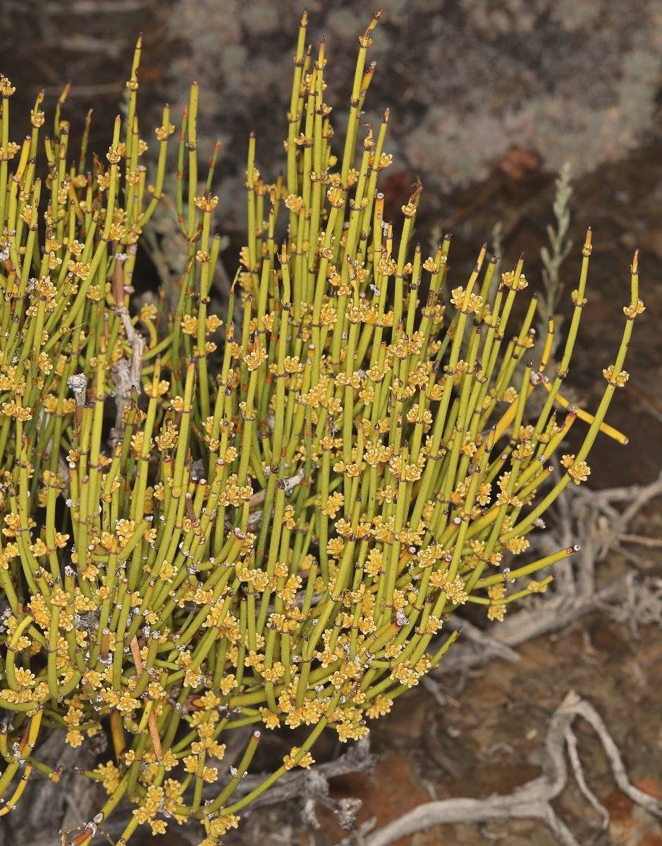 Ephedraceae image