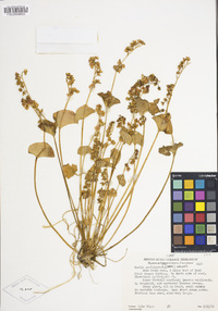 Claytonia perfoliata image