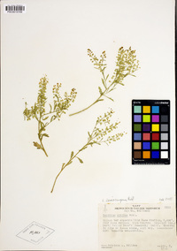 Lepidium lasiocarpum image