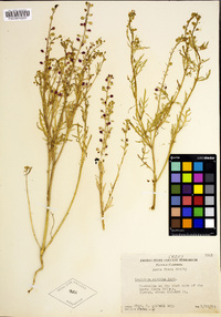 Lepidium nitidum image