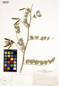 Hosackia crassifolia image