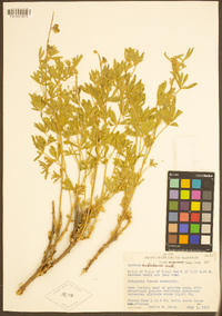 Lupinus andersonii image