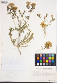 Mentzelia nitens image