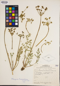 Cymopterus terebinthinus var. californicus image