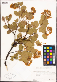 Arctostaphylos viscida subsp. mariposa image