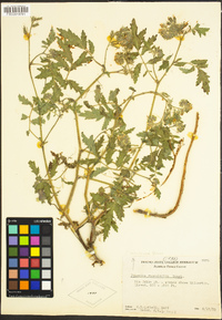 Phacelia cicutaria image