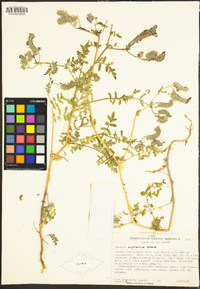 Phacelia cryptantha image