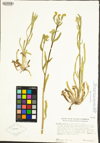 Amsinckia menziesii image