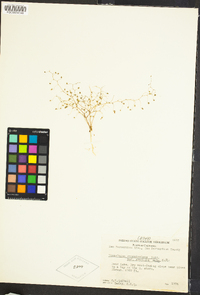 Nemacladus gracilis image