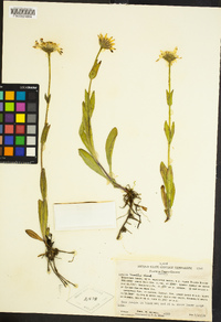 Arnica mollis image