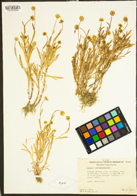 Cotula coronopifolia image