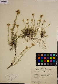 Eriophyllum confertiflorum image