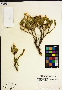 Ericameria cuneata image