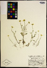 Pseudobahia bahiifolia image