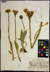 Senecio integerrimus var. major image